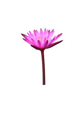 Isolated Water Lily Flower with clipping paths.