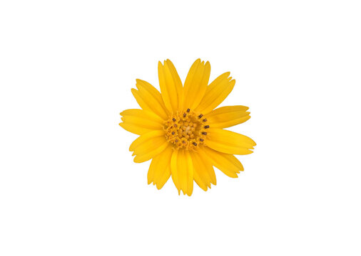 Isolated creeping daisy, singapore daisy or climbing wedelia flower with clipping paths.