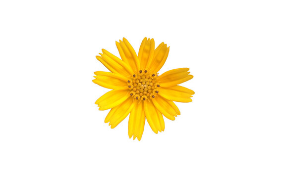 Isolated creeping daisy, singapore daisy or climbing wedelia flower with clipping paths.