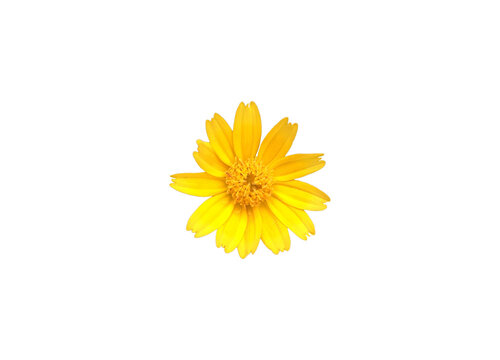 Isolated creeping daisy, singapore daisy or climbing wedelia flower with clipping paths.