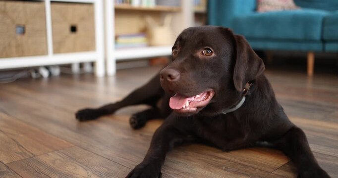 Happy Chocolate Labrador Retriever Lying on Wooden Floor in Cozy Living Room at Home