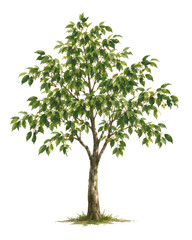 Obraz premium Jamaican Cherry Tree Painting, Isolated on White Background, No Shadows