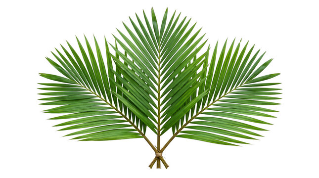 Green Palm Leaves Bunch, Tropical Palm Sunday Fronds Tied with Twine Isolated on Black