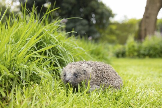 European hedgehog (Erinaceus europaeus) adult animal on a garden grass lawn next to a patch of long grass, England, United Kingdom