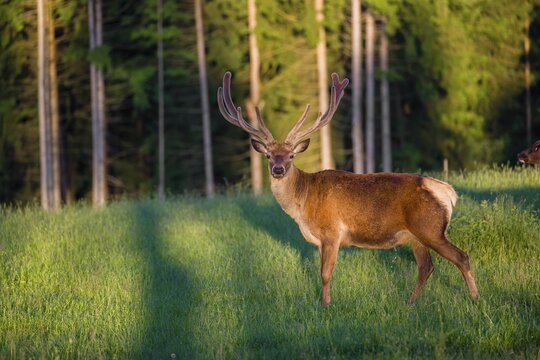 An Altai maral stag, Altai wapiti or Altai elk (Cervus canadensis sibiricus) stands in a meadow in the first light of the day