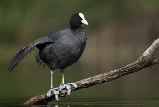 Eurasian Coot Coot, Fulica Atra, Birds, Coot Rail, Gruiformes, Crane Birds, Rails, Rallidae, Birds, Waterbirds, Waterbirds