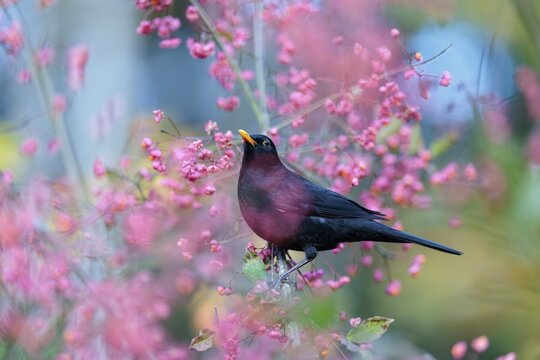 A common blackbird (Turdus merula) sits in a European spindle tree (Euonymus europaeus), and eats the fruit