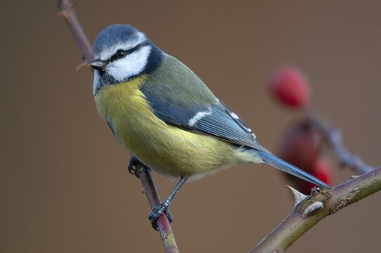 Blue tit, parus caeruleus, autumn, birds, autumn, tits, passeri, songbirds, songbirds, tits, birds