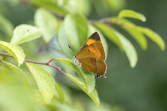 Birch tip, kidney spot, thecla betulae, brown hairstreak, butterfly, female, insects, butterfly, butterflies, butterflies, female