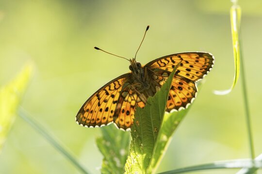 Brenthis Ino, Lesser Marbled Fritillary, Meadowsweet Pearl Butterfly, Purple Silver Butterfly, Insects, Butterfly, Butterfly, Butterflies