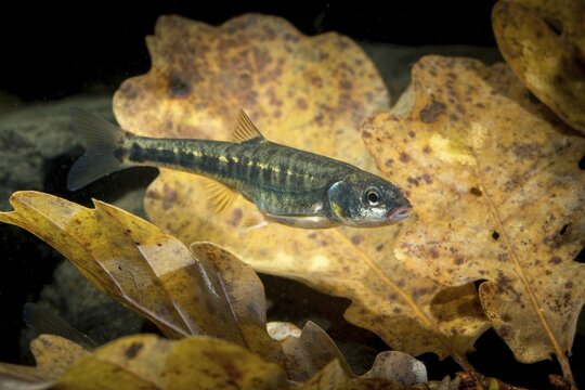 Bitterfish, minnow, Eurasian minnow, minnow, prille, phoxinus phoxinus, common minnow, fish, fishes, rivers, pisces