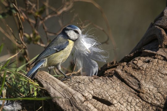 Blue tit, parus caeruleus, birds, feathers, tits, nest building, passeri, songbirds, tits, birds
