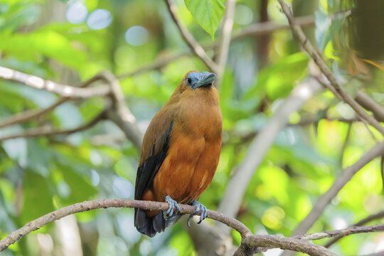 A capuchin bird (Perissocephalus tricolor) sits on a branch in a green tropical forest. It is found in northeastern South America, north of the Amazon and east of the Rio Negro in Colombia, Venezuela, Brazil, and the Guianas