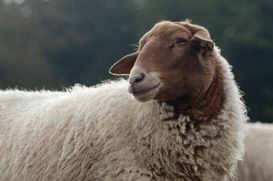 Artiodactyla, Coburg fox sheep, domestic sheep, even-toed ungulate, domestic sheep, Ovis Gmelini aries sspec.4, cloven-hoofed, domesticated animals, extensive grazing, pet, mammals, sheep, sheep, mammals, wild pastures