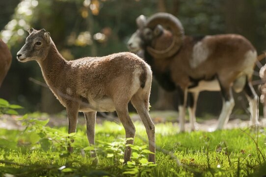 Artiodactyla, even-toed ungulate, mouflon, mouflon, mouflon, ovis gmelini musimon, cloven-hoofed, mammals, sheep, mammals, rams, game