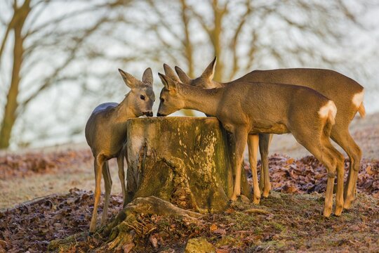 A female roe deer (Capreolus capreolus) and her two fawns nibbling moss from a tree stump at sunrise