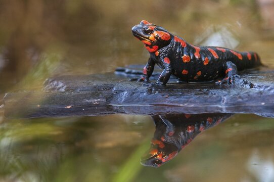 Fire salamander, salamandra salamandra, amphibians, amphibians, caudata, amphibians, amphibians, mirror, red, tail amphibians, mirror image
