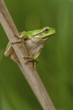 Eastern tree frog, hyla orientalis, tree frog, amphibians, amphibians, Bulgaria, frog, frog, high size, portrait format, amphibians, eastern tree frog