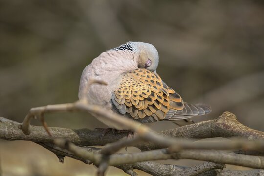 Streptopelia turtur, turtle dove, birds, columbidae, doves, plumage care, preening, pigeons, birds