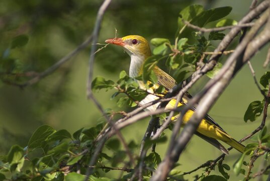 Golden oriole, oriolus oriolus, birds, Bulgaria, female, passeri, songbirds, songbirds, birds, female