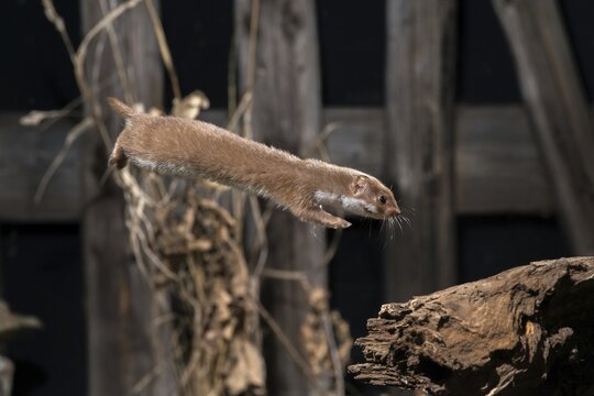 Carnivora, least weasel, mouse weasel, mustela nivalis, predators, bolt, mammals, raptors, jump, mammals