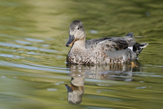 Gadwall (Mareca strepera), male duck swimming, North Rhine-Westphalia, Germany