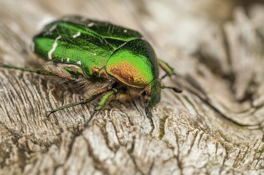 Cetonia aurata, common rose beetle, shiny golden rose beetle, rose chafer, rose beetle, Sweden, beetle, coleoptera, insects, beetles, Sweden, &Ouml;land