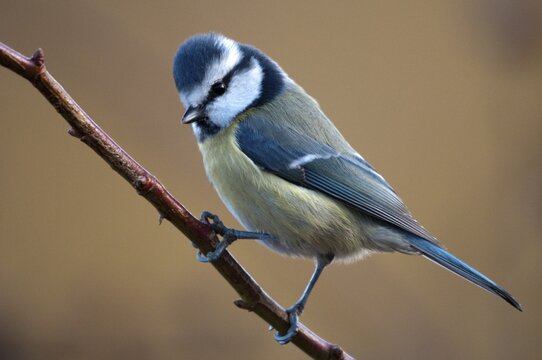 Blue tit, parus caeruleus, birds, tits, passeri, songbirds, songbirds, tits, birds