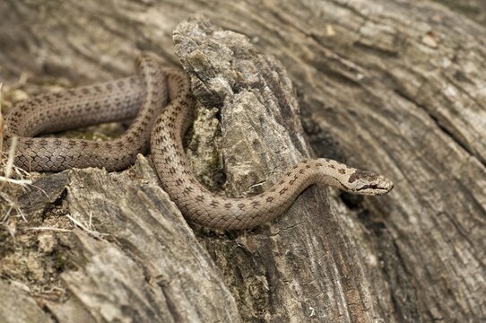 Coronella Austriaca, smooth snake, critters, reptilia, reptilia, reptiles, snakes, snakes