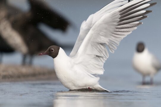 Black-headed gull, chroicocephalus ridibundus, black-headed gull, larus ridibundus, adult, birds, charadriiformes, adult, flying, flight, sexual maturity, gulls, limbols, seagulls, birds
