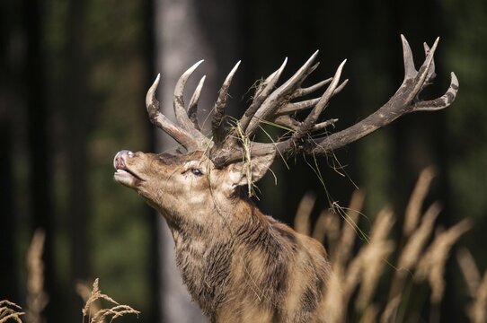 Artiodactyla, Cervus Elaphus, even-toed ungulate, cloven-hoofed, red deer, red deer, fleas, deer, mammals, mammals