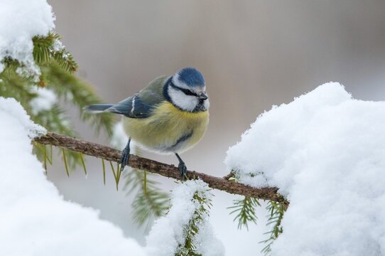 Blue tit, parus caeruleus, birds, tit, passeri, snow, songbirds, snow, songbirds, tits, birds, winter