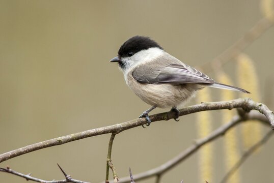 Parus montanus, poecile montanus, willow tit, birds, tit, passeri, songbirds, songbirds, tits, birds