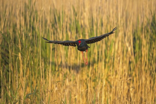 Granelli, Italy, Pantano Cuba lagoon, Pantani Cuba and Longarini, porphyrio porphyrio, purple gallinule, purple swamps, purple grouse, migratory bird sanctuary Pantani Cuba & Longarini, birds, gruiformes, Italy, crane birds, rails, rallidae, Sicily, foundation pro biodiversity, sultana bird, birds