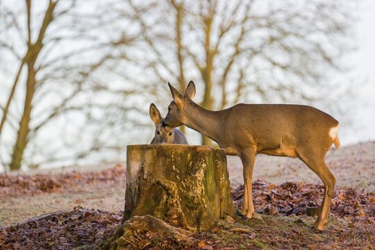 An adult female roe deer (Capreolus capreolus) nurses her fawn next to a tree stump at sunrise