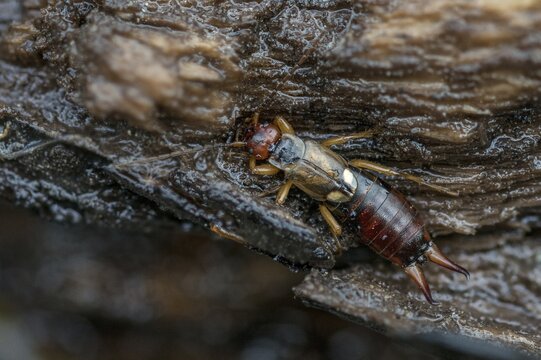Dermaptera, earwigs, European earwig, forficula auricularia, common earwig, earworm, insects