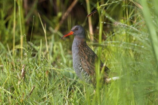Rallus aquaticus, water rail, birds, gruiformes, cranes, rails, harrows, rallidae, birds, waterbirds, waterbirds, waterbirds