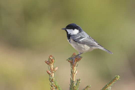 Fir tit (Parus ater), sitting on the top of a young spruce, European spruce (Picea abies), Wilnsdorf, North Rhine-Westphalia, Germany