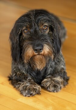 Rough-haired dachshund, male, 3 years, lying on parquet floor, Stuttgart, Baden-W&uuml;rttemberg, Germany