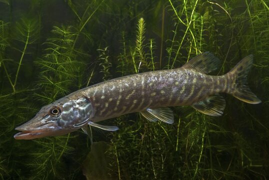 Esox Lucius, pike, pike, predatory fish, fishes, northern pike, pisces