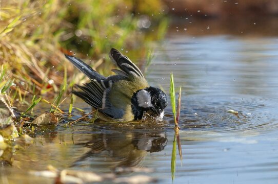 Great tit, great tit, parus major, bath, bird bath, birds, tit, passeri, songbirds, songbirds, tits, potions, birdbath, birds, watering place