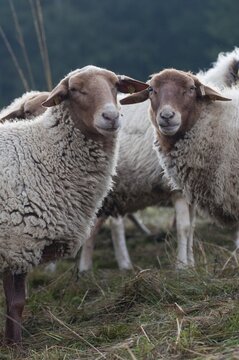 Artiodactyla, Coburg fox sheep, domestic sheep, even-toed ungulate, house sheep, Ovis Gmelini aries sspec.4, cloven-hoofed, domesticated animals, extensive grazing, pet, high size, portrait format, mammals, sheep, sheep, mammals, wild pastures