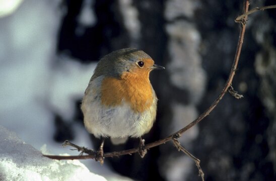 Erithacus rubecula, robin, robins, birds, passeri, songbirds, songbirds, birds, winter