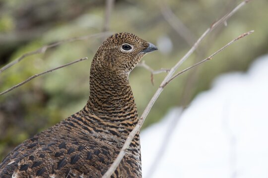 Black grouse, black grouse, blackcock, Eurasian black grouse, pheasant species, Lyrurus tetrix, northern black grouse, tetrao tetrix, birds, black deer, chickens, Galliformes, chicken, chicken birds, phasianidae, grouse grouse, tetraonidae, birds, female