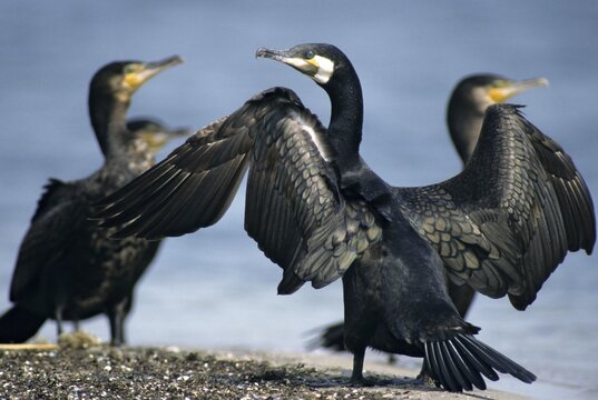 Black shag, cormorant, phalacrocorax carbo, birds, eclipse plumage, pelecaniforms, ropedes, rest dress, simple dress, birds, waterbirds, waterbirds