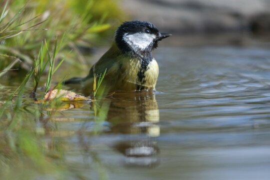 Great tit, great tit, parus major, bath, bird bath, birds, tit, mirror, passeri, songbirds, songbirds, mirror image, tits, watering place, birdbath, birds, watering place