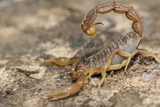 Arachnida, Buthus occitanus, common xellow scorpion, field scorpion, rock scorpion, yellow scorpion, yellow desert scorpion, scorpiones, arachnids, arthropods, extremadura, arthropods, arthropods, scorpions, Spain