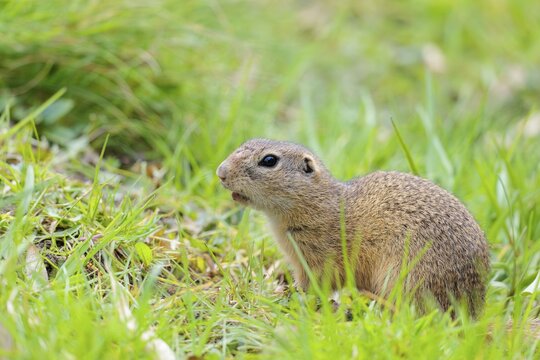 An adult ground squirrel (Spermophilus citellus) eats leaves and flowers on a cloudy day in a green meadow. Austria