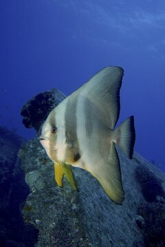 Juvenile roundhead batfish (Platax orbicularis) on the wreck, Thistlegorm wreck dive site, Sinai, Egypt, Red Sea
