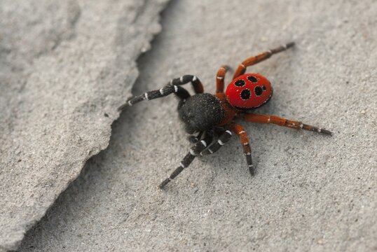 Eresus cinnaberinus, ladybird spider, arachnids, Bulgaria, male, spiders, spiders, spiders